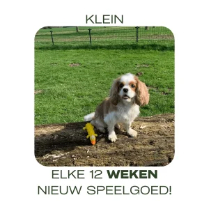 Abonnement kleine hond - 12 weken